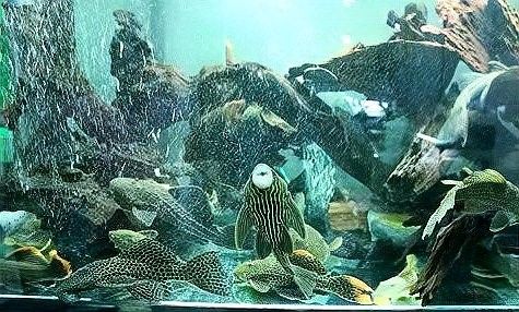 如何控制混養魚種的體型差距（養殖魚種的體型差距控制是水產養殖中一個重要議題）