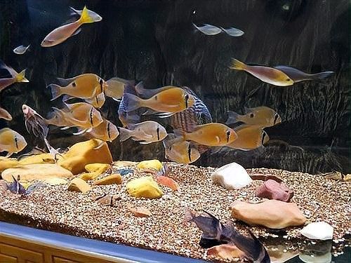 如何控制混養魚種的體型差距（養殖魚種的體型差距控制是水產養殖中一個重要議題）