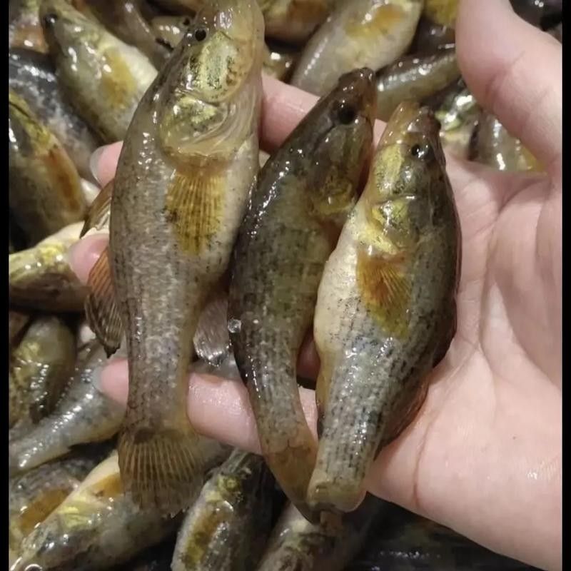 龍魚老頭魚有哪些品種（長得像龍一樣的魚叫什么）