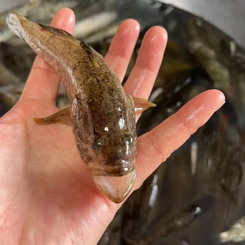 龍魚老頭魚有哪些品種（長得像龍一樣的魚叫什么）