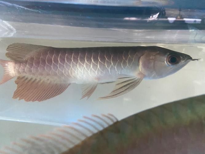 龍魚老頭魚有哪些品種（長得像龍一樣的魚叫什么）