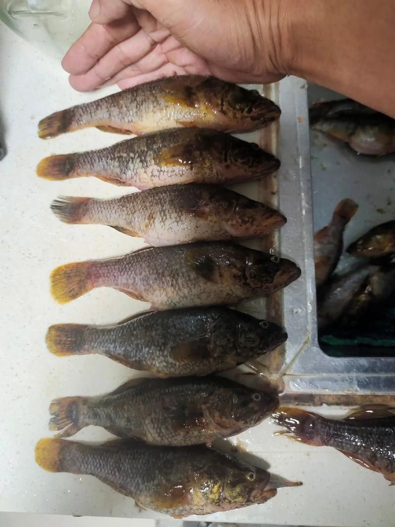 龍魚老頭魚有哪些品種（長得像龍一樣的魚叫什么）