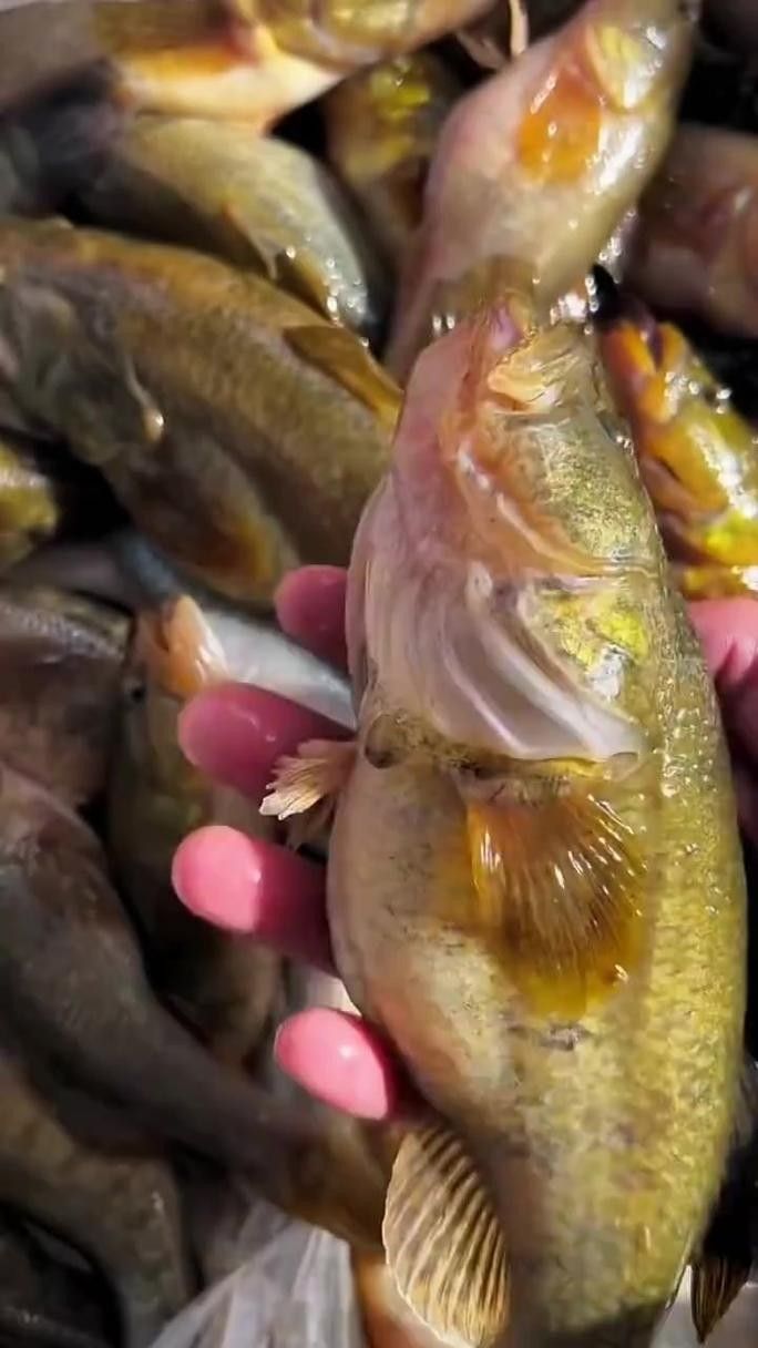 龍魚老頭魚有哪些品種（長得像龍一樣的魚叫什么）