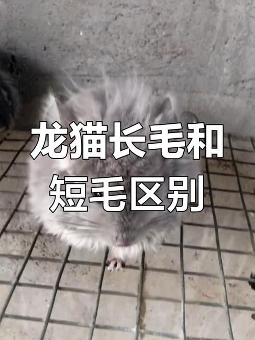 如何區分龍貓的稀有品種（蘭利詹瑞與拉普拉塔的特征對比榴香憩云間龍貓品種大揭秘）