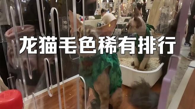 如何區分龍貓的稀有品種（蘭利詹瑞與拉普拉塔的特征對比榴香憩云間龍貓品種大揭秘）