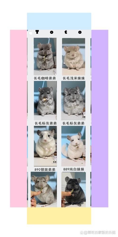 如何區分龍貓的稀有品種（蘭利詹瑞與拉普拉塔的特征對比榴香憩云間龍貓品種大揭秘）