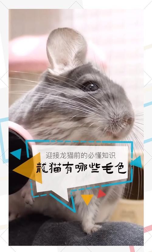如何區分龍貓的稀有品種（蘭利詹瑞與拉普拉塔的特征對比榴香憩云間龍貓品種大揭秘）
