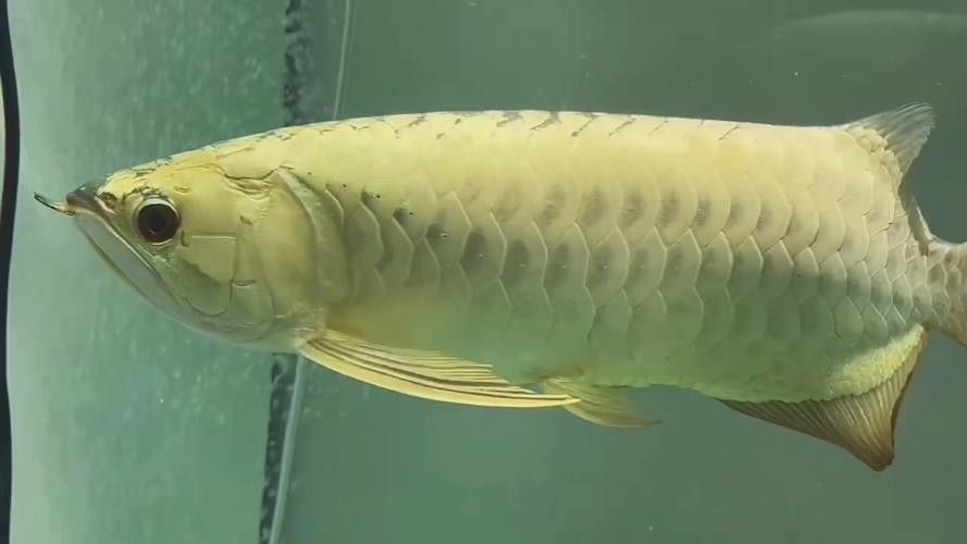通道哪個水族館龍魚好？祥龍魚場龍魚（“祥龍魚場”的養(yǎng)殖狀況特別聚焦于“祥龍魚場”的養(yǎng)殖狀況）