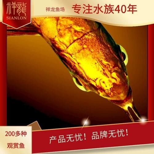 通道哪個水族館龍魚好？祥龍魚場龍魚（“祥龍魚場”的養(yǎng)殖狀況特別聚焦于“祥龍魚場”的養(yǎng)殖狀況）