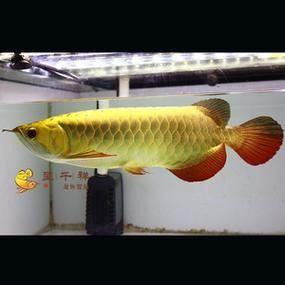 通道哪個水族館龍魚好？祥龍魚場龍魚（“祥龍魚場”的養(yǎng)殖狀況特別聚焦于“祥龍魚場”的養(yǎng)殖狀況）