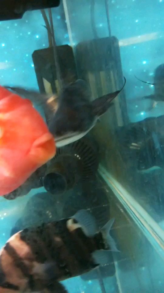 成吉思汗鯊魚眼睛和身體有白點什么病（成吉思汗鯊魚的眼睛和身體有白點的原因分析） 成吉思汗鯊魚眼睛和身體有白點什么?。ǔ杉己辊忯~的眼睛和身體有白點的原因分析） 觀賞魚百科
