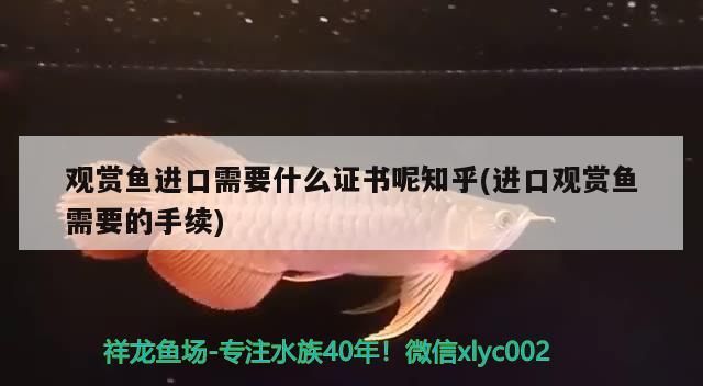 希臘金龍多少錢一條，我剛入的龍魚，是什么品種（希臘金龍魚價格與品種特征）