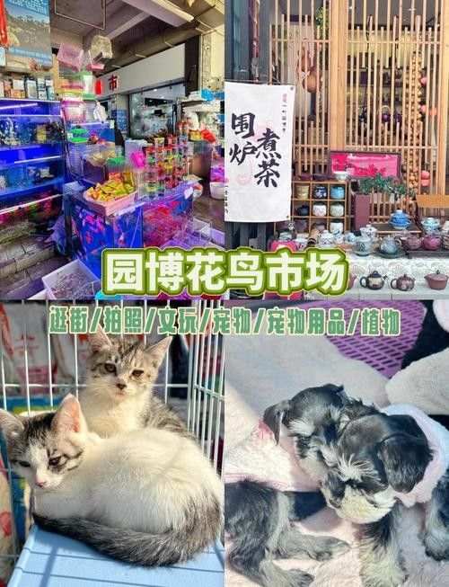 昆明哪里可以買到龍魚（昆明龍魚價格2688貴嗎，）