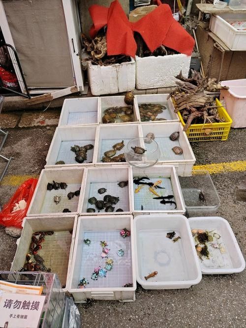 昆明哪里可以買到龍魚（昆明龍魚價格2688貴嗎，）