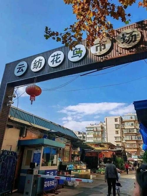 昆明哪里可以買到龍魚（昆明龍魚價格2688貴嗎，）