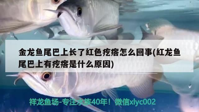 金龍魚尾巴上長了紅色疙瘩怎么回事(紅龍魚尾巴上有疙瘩是什么原因)（金龍魚尾巴上長了紅色疙瘩怎么回事） 金龍魚尾巴上長了紅色疙瘩怎么回事(紅龍魚尾巴上有疙瘩是什么原因)（金龍魚尾巴上長了紅色疙瘩怎么回事） 觀賞魚百科