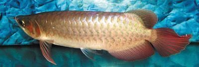 寧波龍魚專賣店：九江龍魚批發市場 寧波龍魚專賣店：九江龍魚批發市場 觀賞魚百科 第3張