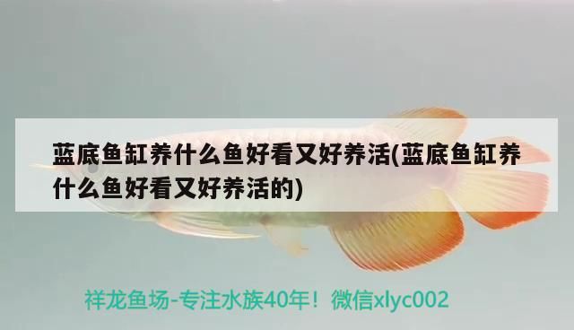 藍(lán)底魚缸養(yǎng)什么魚好看又好養(yǎng)活(藍(lán)底魚缸養(yǎng)什么魚好看又好養(yǎng)活的)（淺談藍(lán)底魚缸養(yǎng)什么魚好看又好養(yǎng)活）