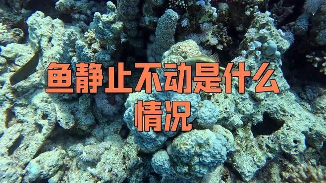 紅龍魚不游動會死嗎？（惠企百科，龍魚為何“趴缸”揭秘背后真相與高效解救策略！）