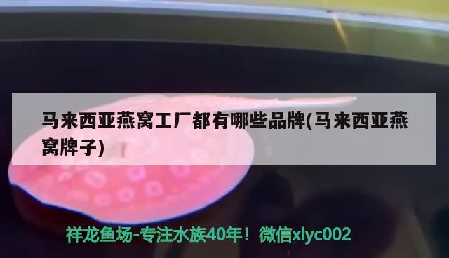 馬來西亞燕窩工廠都有哪些品牌(馬來西亞燕窩牌子)（馬來西亞燕窩工廠有哪些品牌和馬來西亞燕窩工廠都有哪些品牌） 馬來西亞燕窩工廠都有哪些品牌(馬來西亞燕窩牌子)（馬來西亞燕窩工廠有哪些品牌和馬來西亞燕窩工廠都有哪些品牌） 觀賞魚百科
