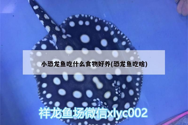 小恐龍魚吃什么食物好養(恐龍魚吃啥)（小恐龍魚吃什么食物好養）