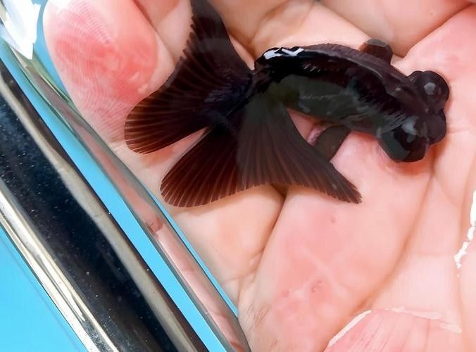 金龍魚鱗片上白色絮狀物圖片示例（關于金龍魚鱗片上白色絮狀物的圖片示例）