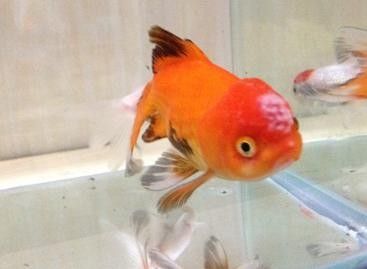 金龍魚鱗片上白色絮狀物圖片示例（關于金龍魚鱗片上白色絮狀物的圖片示例）