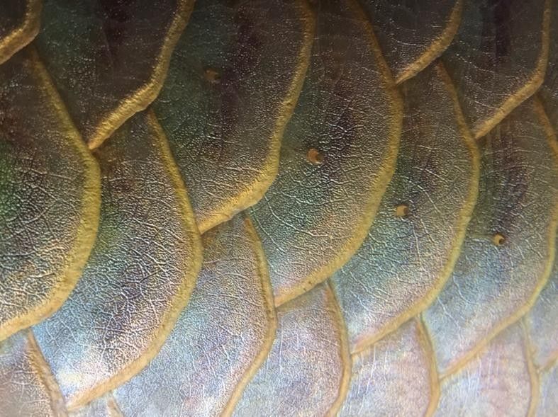 金龍魚鱗片上白色絮狀物圖片示例（關于金龍魚鱗片上白色絮狀物的圖片示例）