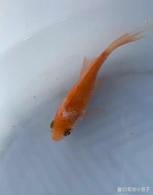 金龍魚鱗片上白色絮狀物圖片示例（關于金龍魚鱗片上白色絮狀物的圖片示例）