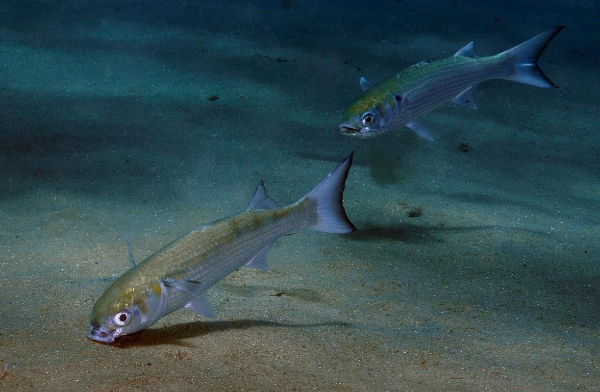 開心水族箱劍龍魚圖鑒（《開心水族箱劍龍魚圖鑒》）