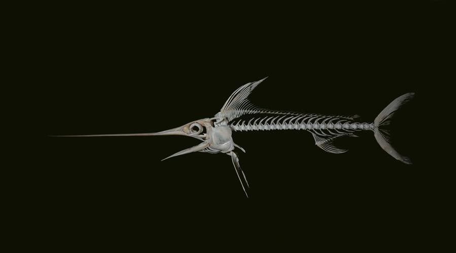 開心水族箱劍龍魚圖鑒（《開心水族箱劍龍魚圖鑒》）