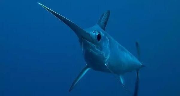開心水族箱劍龍魚圖鑒（《開心水族箱劍龍魚圖鑒》）
