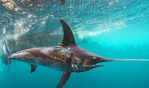 開心水族箱劍龍魚圖鑒（《開心水族箱劍龍魚圖鑒》）