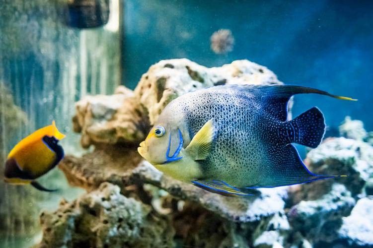 開心水族箱劍龍魚圖鑒（《開心水族箱劍龍魚圖鑒》）