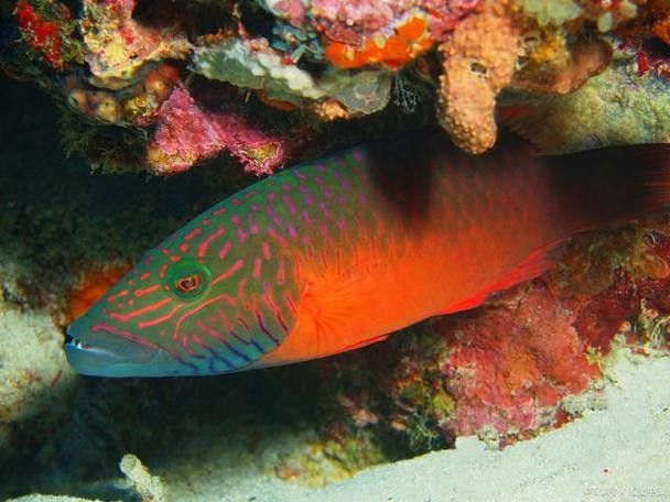 開心水族箱劍龍魚圖鑒（《開心水族箱劍龍魚圖鑒》）