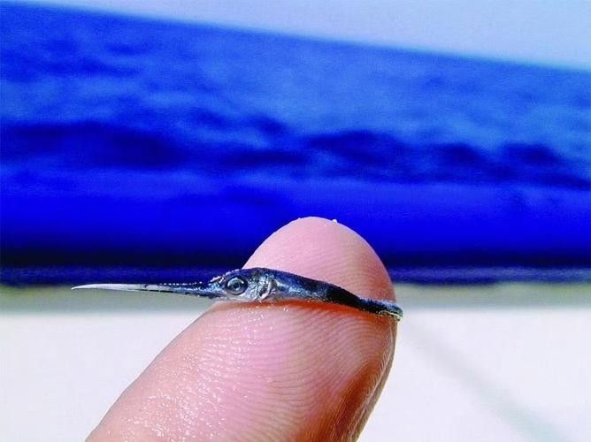 開心水族箱劍龍魚圖鑒（《開心水族箱劍龍魚圖鑒》）