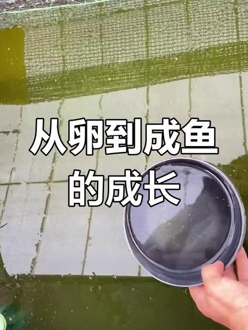開心水族箱劍龍魚圖鑒（《開心水族箱劍龍魚圖鑒》）