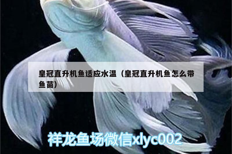 皇冠直升機魚適應水溫（皇冠直升機魚怎么帶魚苗）（玉面皇冠直升機魚怎么養，）