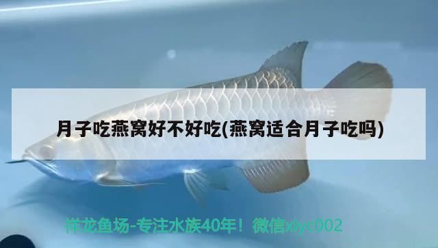 月子吃燕窩好不好吃(燕窩適合月子吃嗎)（坐月子吃燕窩好不好吃）