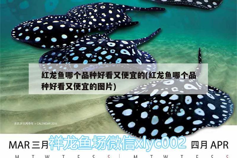 紅龍魚哪個品種好看又便宜的(紅龍魚哪個品種好看又便宜的圖片)（紅龍魚哪個品種好看又便宜）