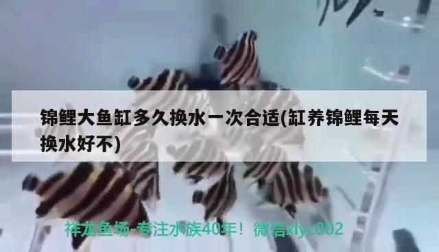 迷你型小魚缸（迷你型魚缸過濾泵）（小型魚缸適合養什么東西魚）