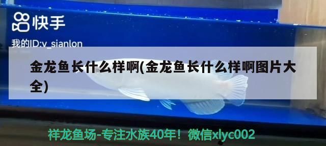 迷你型小魚缸（迷你型魚缸過濾泵）（小型魚缸適合養什么東西魚）