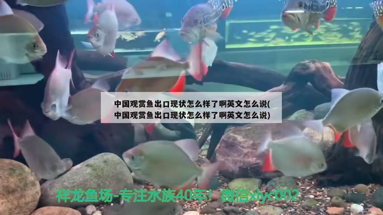 七彩神仙魚 中國觀賞魚出口現狀怎么樣了啊英文怎么說(中國觀賞魚出口現狀怎么樣了啊英文怎么說) 觀賞魚百科 中國觀賞魚出口現狀怎么樣了啊英文怎么說(中國觀賞魚出口現狀怎么樣了啊英文怎么說) 中國觀賞魚出口現狀怎么樣了啊英文怎么說(中國觀賞魚出口現狀怎么樣了啊英文怎么說) 觀賞魚百科