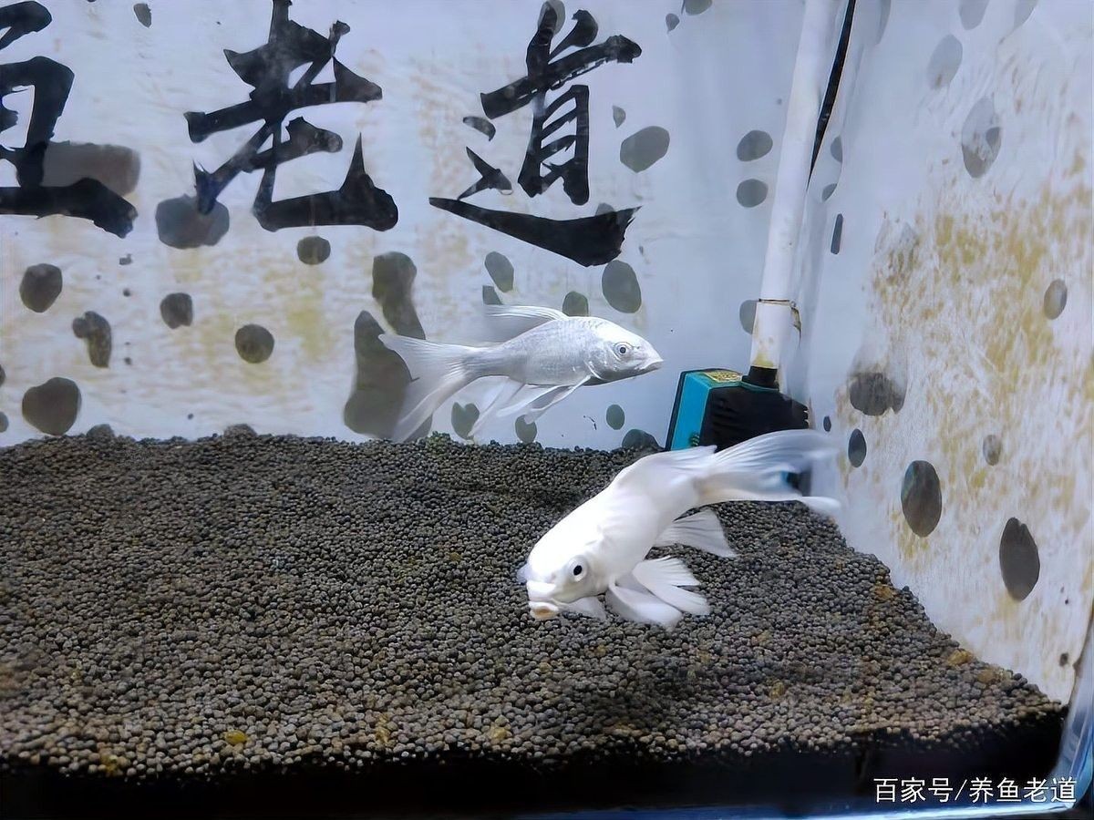 白金龍鳳鯉和蝴蝶鯉哪個更稀有（白金龍鳳鯉vs蝴蝶鯉，5大核心區別解析）
