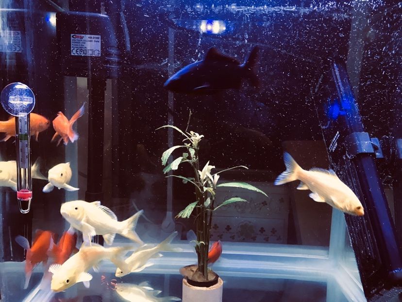 郴州觀賞魚市場生病了要加多少鹽？（郴州觀賞魚市場生病了要加多少鹽，魚友悠假設計工作室說）