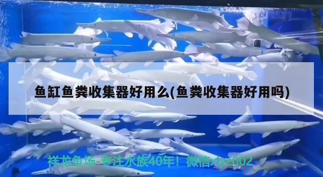魚缸魚糞收集器好用么(魚糞收集器好用嗎)（關于魚缸魚糞收集器好用么）