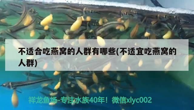 動物餐廳魚缸在哪里買的（動物餐廳什么魚最值錢） 動物餐廳魚缸在哪里買的（動物餐廳什么魚最值錢） 觀賞魚百科