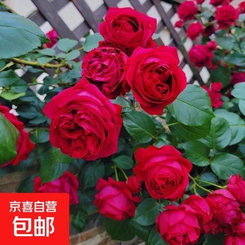 紅龍月季的價格是多少（紅龍月季花苞不開4個小妙招輕松解決，輕松讓花開滿藤） 紅龍月季的價格是多少（紅龍月季花苞不開4個小妙招輕松解決，輕松讓花開滿藤） 龍魚百科 第3張