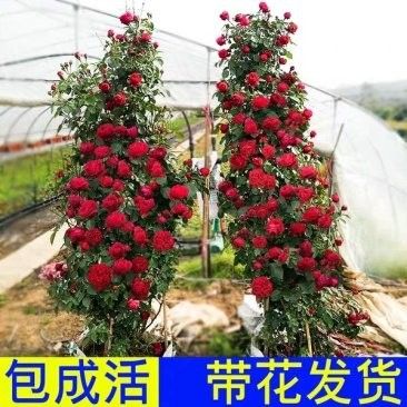 紅龍月季的價格是多少（紅龍月季花苞不開4個小妙招輕松解決，輕松讓花開滿藤） 紅龍月季的價格是多少（紅龍月季花苞不開4個小妙招輕松解決，輕松讓花開滿藤） 龍魚百科 第12張