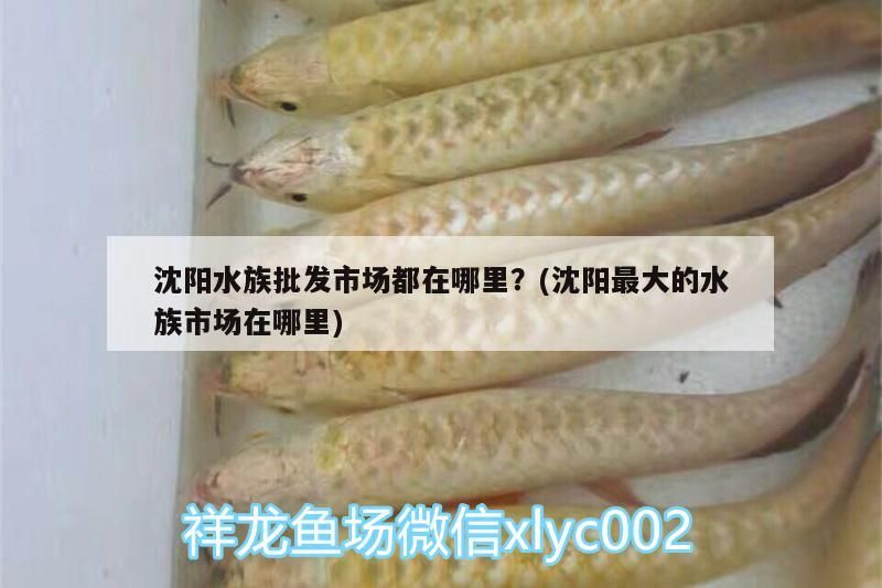 沈陽水族批發市場都在哪里？(沈陽最大的水族市場在哪里) 沈陽水族批發市場都在哪里？(沈陽最大的水族市場在哪里) 觀賞魚百科